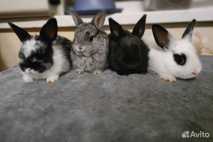 Декоративные (карликовые) крольчата