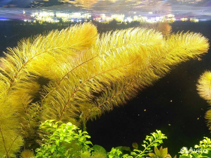 Аквариумные растения