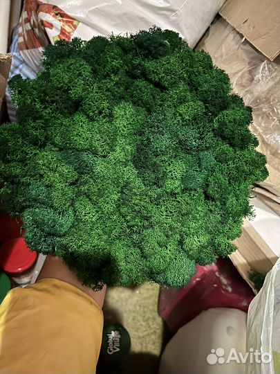 Панно круг d 20 см мох ягеля