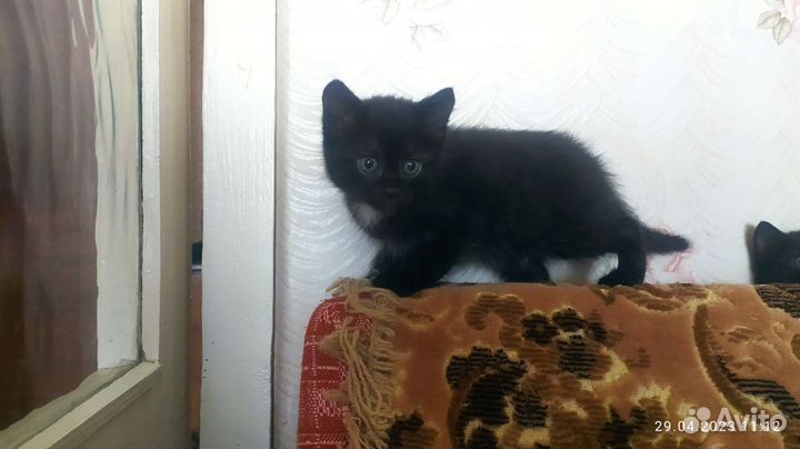 Котёнок