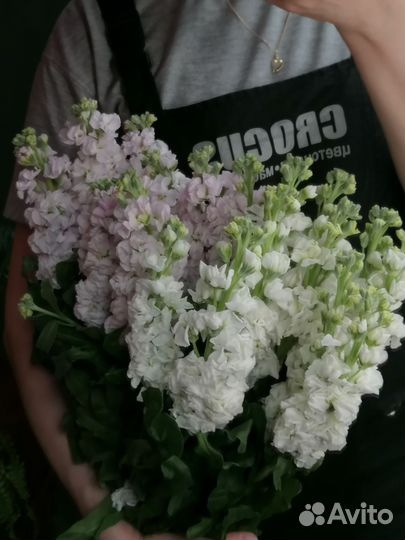 Цветы Маттиола