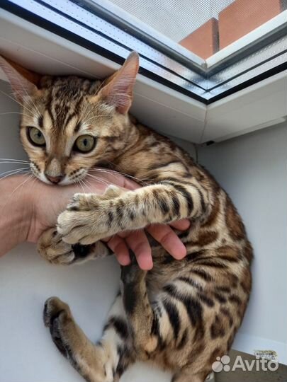 Бенгальская кошка