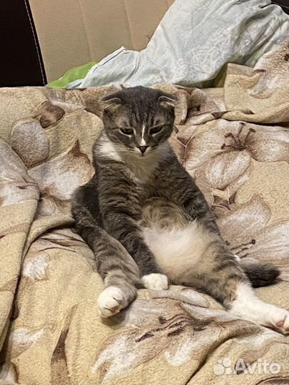 Вислоухий кот