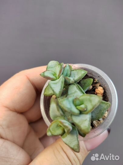 Крассула Рупестрис Хай Волтедж