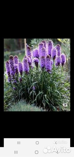 Многолетние цветы