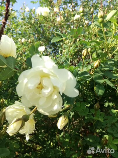 Древесно-кустарниковые декоративные растения