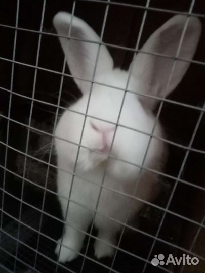 Новозеландский белый кролик