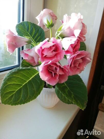 Глоксинии-листы