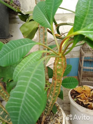 Комнатное растение