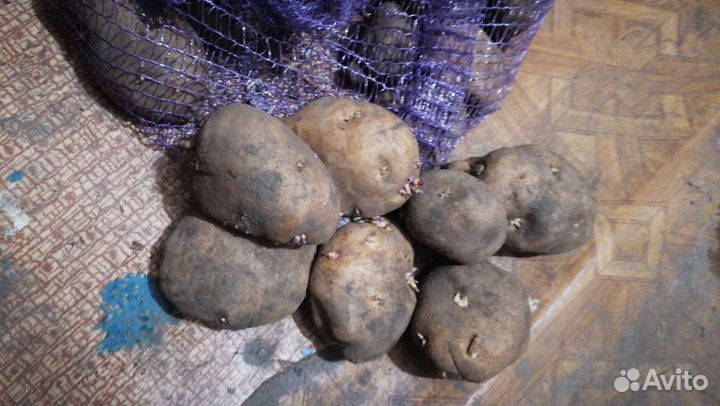 Картофель Сынок