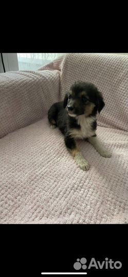 Отдам в добрые руки