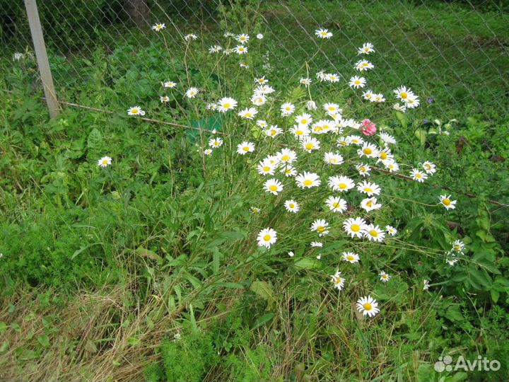 Мускари, герань, ромашка, лихнис, василек,тюльпаны