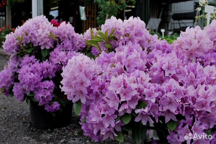 Рододендрон разные сорта