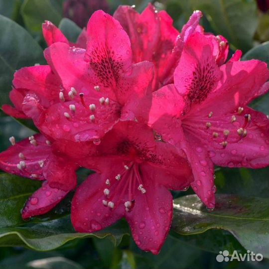 Рододендрон разные сорта