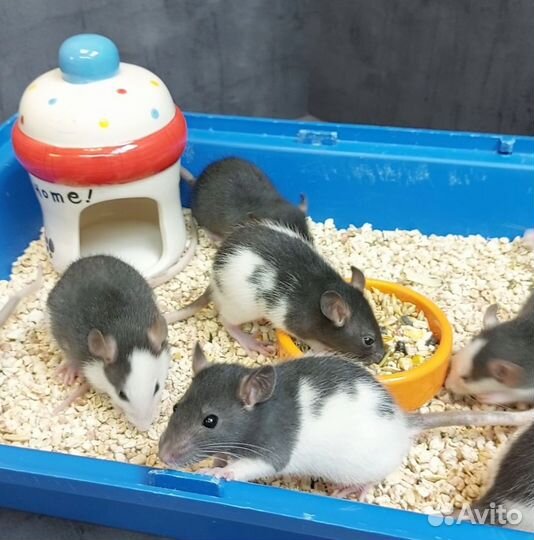 Крысята дамбо