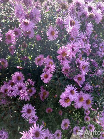 Новозеландская астра высокая очень обильно цветет