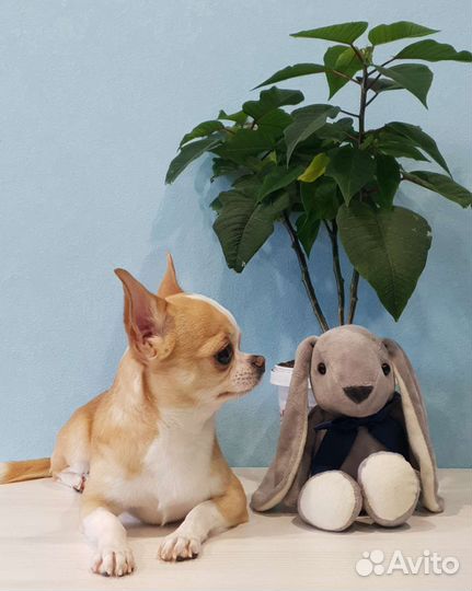 Кобель Чихуахуа вязка