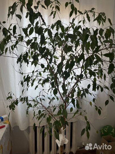 Фикус бенджамина