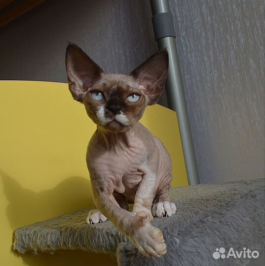 Котята девон-рекс