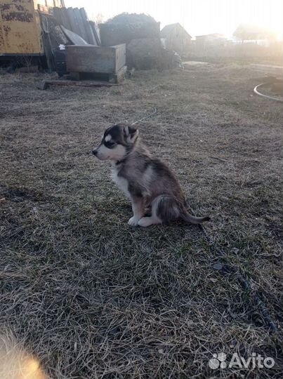 Щенки дворовые