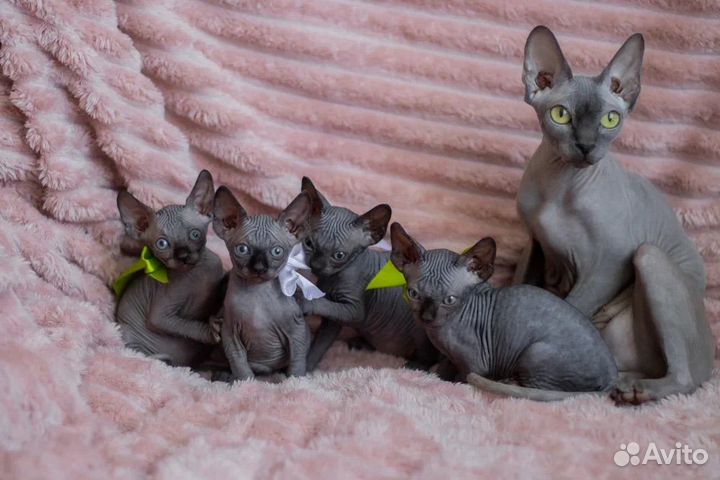 Канадский сфинкс