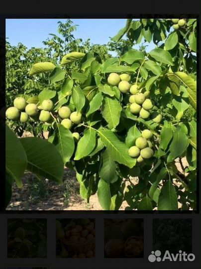 Грецкий орех саженцы