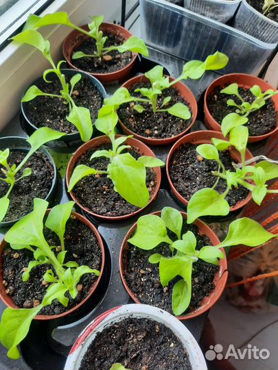 Рассада петунии