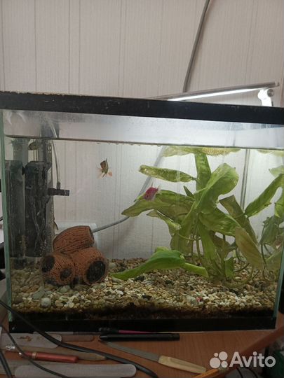 Аквариум с рыбками