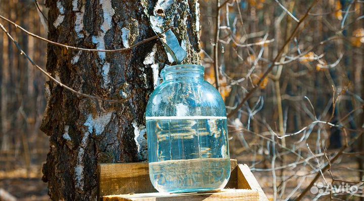 Сок березовый