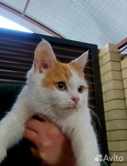 Котенок в дар бесплатно