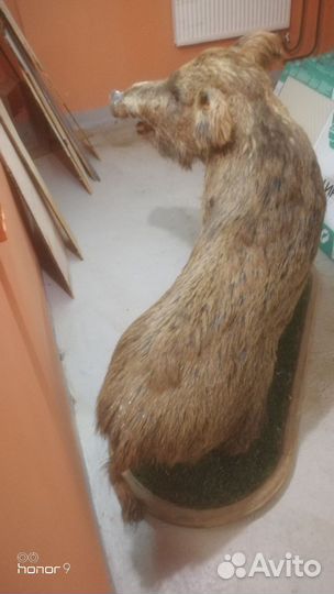 Чучело кабана