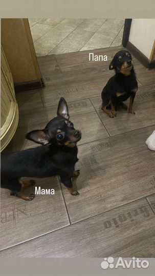 Той-терьер щенки