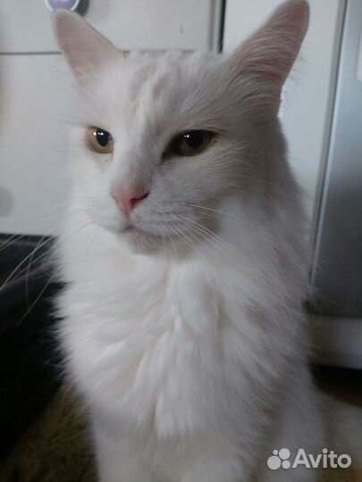 Передержка животных, частный сектор, свой дом