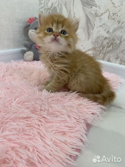 Котята в добрые руки бесплатно
