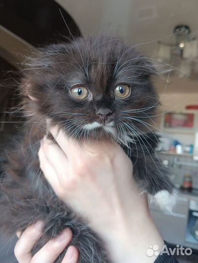 Кошка в дар