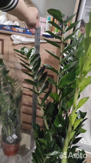 Замиокулькас