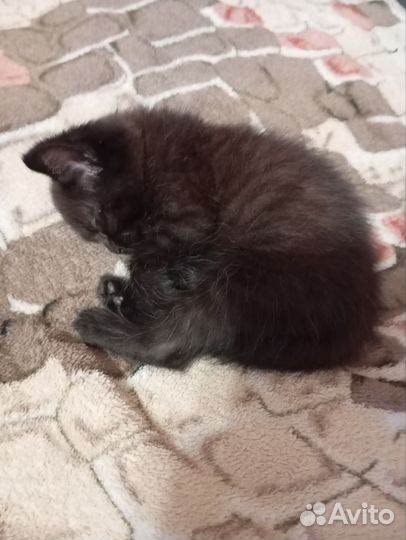 Котенок