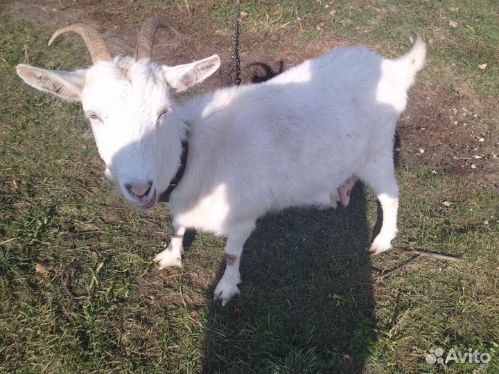 Козел ламанча, коза дойная
