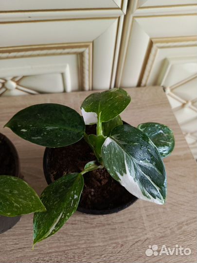 Филодендрон white визард