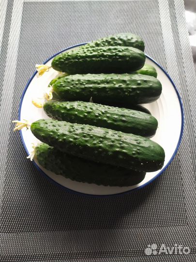 Огурцы домашние