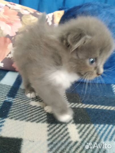 Котята скотиш фолд