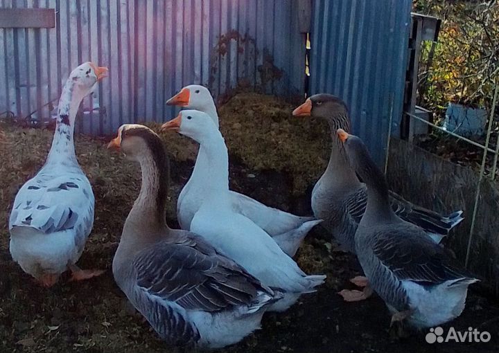 Гуси на племя