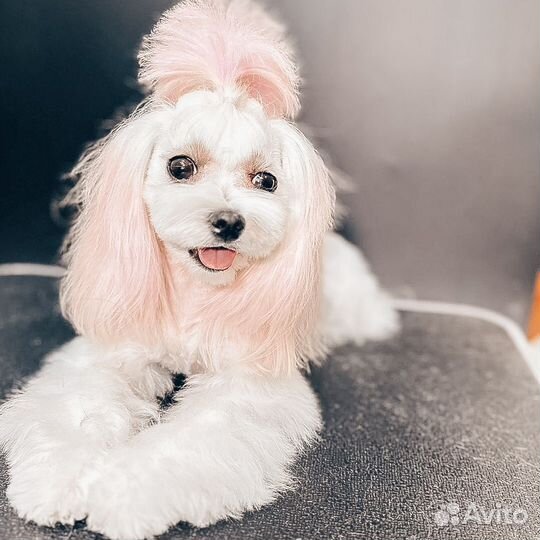 Груминг собак и кошек