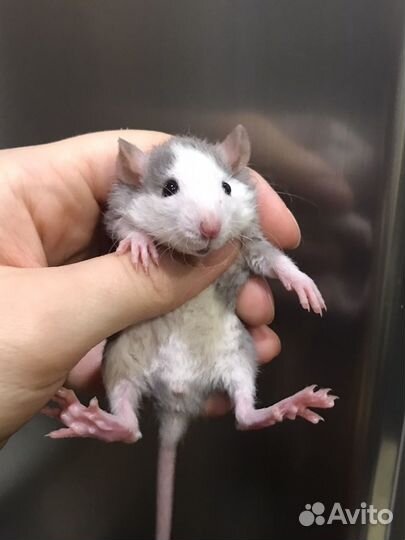 Крысята разных окрасов от Rat Tail