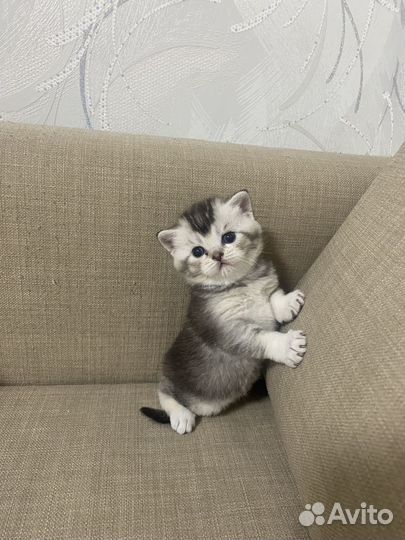 Шотладские котята