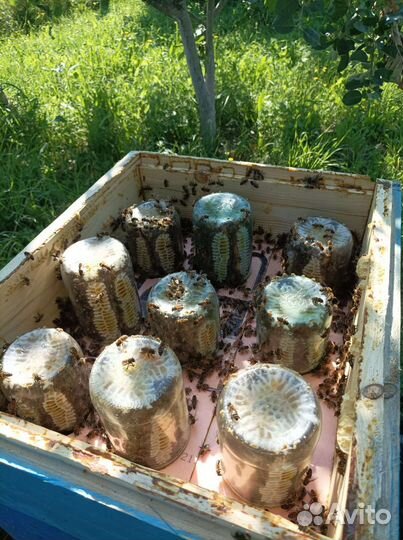 Вкуснейший Мед с личной пасеки