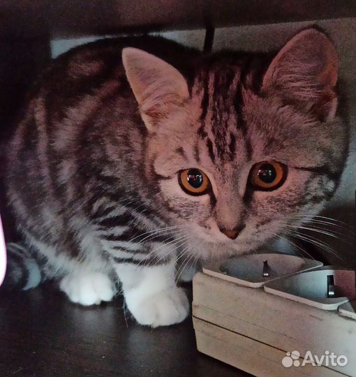 Британская кошка