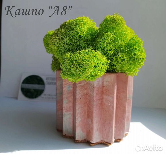 Кашпо со мхом