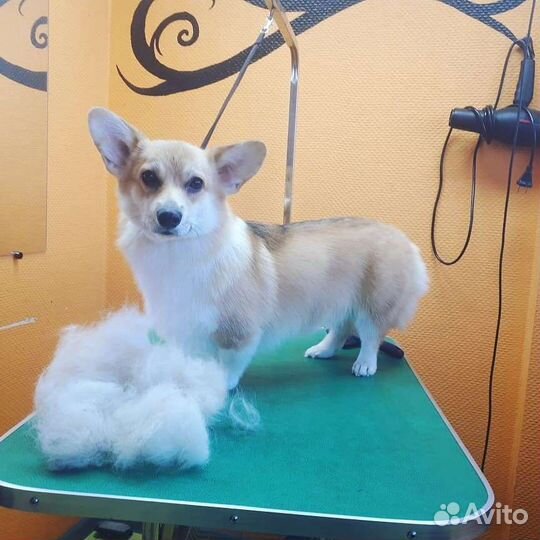 Стрижка собак (Профессиональный груминг)