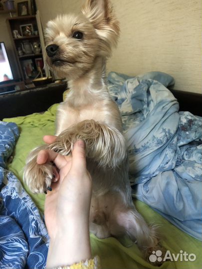 Вязка, ищем невесту